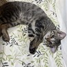 3ヶ月半　甘えん坊　キジ猫　たく君 サムネイル2