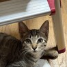 3ヶ月半　甘えん坊　キジ猫　たく君 サムネイル3