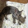 3ヶ月半　甘えん坊　キジ猫　たく君 サムネイル4