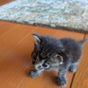 アンちゃん サムネイル2