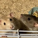 ※誤って投稿したため、募集停止中です