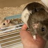 ※誤って投稿したため、募集停止中です サムネイル2