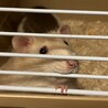 ※誤って投稿したため、募集停止中です サムネイル3