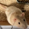 ※誤って投稿したため、募集停止中です サムネイル4