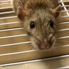 ※誤って投稿したため、募集停止中です サムネイル5