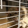 ※誤って投稿したため、募集停止中です サムネイル7