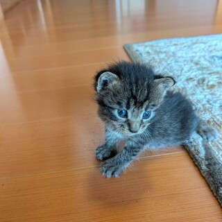 モカちゃん