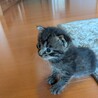 モカちゃん サムネイル2
