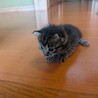 ラテちゃん サムネイル2