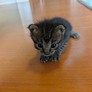 ラテちゃん