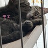 甘えん坊のもえちゃん♡お鼻が黒だよ サムネイル4