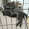 甘えん坊のもえちゃん♡お鼻が黒だよ サムネイル5