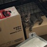 甘えん坊のもえちゃん♡お鼻が黒だよ サムネイル6