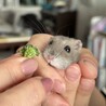 悠助