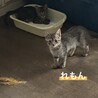 甘えん坊のもえちゃん♡お鼻が黒だよ サムネイル3