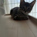 用事深いレモンちゃん☆お鼻の中が肌色だよ
