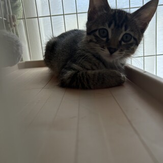 用事深いレモンちゃん☆お鼻の中が肌色だよ