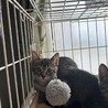 用事深いレモンちゃん☆お鼻の中が肌色だよ サムネイル2