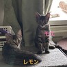用事深いレモンちゃん☆お鼻の中が肌色だよ サムネイル3