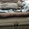 用事深いレモンちゃん☆お鼻の中が肌色だよ サムネイル5