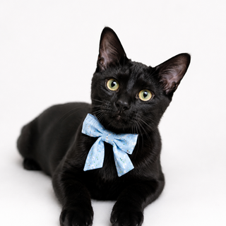 甘えん坊な黒猫ネイビーくん★