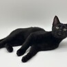 甘えん坊な黒猫ネイビーくん★ サムネイル3