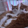 人慣れ修行中！9ヶ月の美男子猫[茶々丸くん] サムネイル5