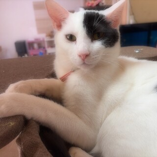 可愛い猫　男の子　2歳くらい