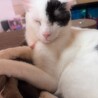 可愛い猫　男の子　2歳くらい サムネイル2