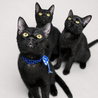 甘えん坊な黒猫デニムくん★ サムネイル2