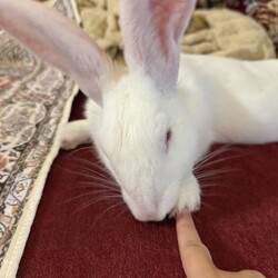 お迎え1ヶ月ほど
