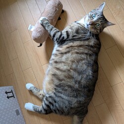 「おなす、雷はキライにゃ！！」サムネイル1