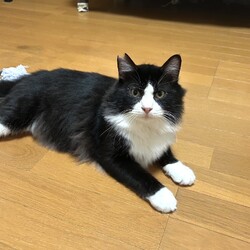 保護猫譲渡会@碧南市 サムネイル2