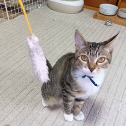 保護猫譲渡会@高浜市