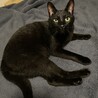 猫のノノ