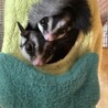 フクロモモンガ兄弟 サムネイル2