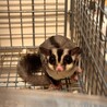 フクロモモンガ兄弟 サムネイル3