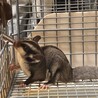 フクロモモンガ兄弟 サムネイル4