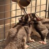 フクロモモンガ兄弟 サムネイル5