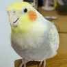 ブロッサムたかこ