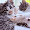 保護した子猫ちゃんを大切にして下さる方へ サムネイル2