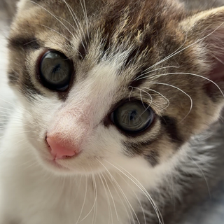 保護した子猫ちゃんを大切にして下さる方へ