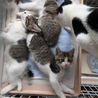 保護した子猫ちゃんを大切にして下さる方へ サムネイル3
