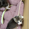 保護した子猫ちゃんを大切にして下さる方へ サムネイル4