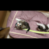 保護した子猫ちゃんを大切にして下さる方へ サムネイル5