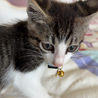 保護した子猫ちゃんを大切にして下さる方へ サムネイル6