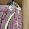 子猫ちゃんを大切にしてくださる方へ サムネイル2