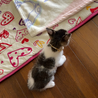 子猫ちゃんを大切にしてくださる方へ サムネイル5