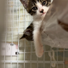 子猫ちゃんを大切にしてくださる方へ サムネイル7