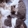 子猫ちゃんを大切にしてくださる方へ サムネイル6